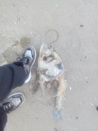 Гуляли зимой по берегу реки. И вот теперь, летом, сильные сомнения: Хочу ли я в этой реке купаться?