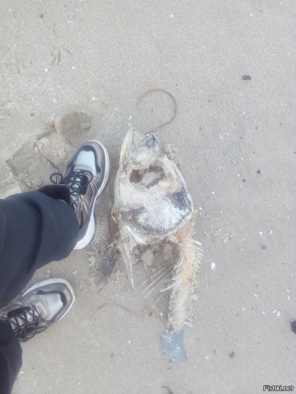 Гуляли зимой по берегу реки. И вот теперь, летом, сильные сомнения: Хочу ли я в этой реке купаться?