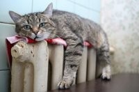 Прикольные и смешные картинки