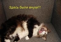 Прикольные и смешные картинки