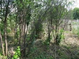 это ихние ученые у меня в саду прикорневую поросль вишни не измерили.
вот уж где клоновые заросли! ни чем не известИ!