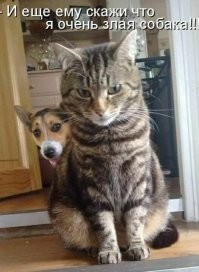 Прикольные и смешные картинки