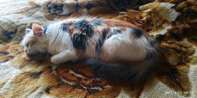 А моей вообще на всех плевать. Вспоминает про хозяев только когда жрать хочет (а хочет часто!), всё остальное время дрыхнет без задних ног. Вот кого в пожарники!