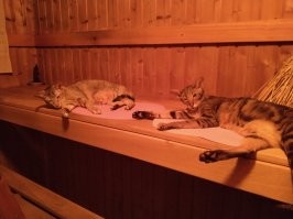 Ванная это понятно, но у нас коты больше сауну любят...