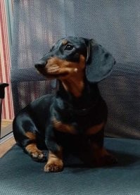 Они ещё и красавы. Это моя прелесть.