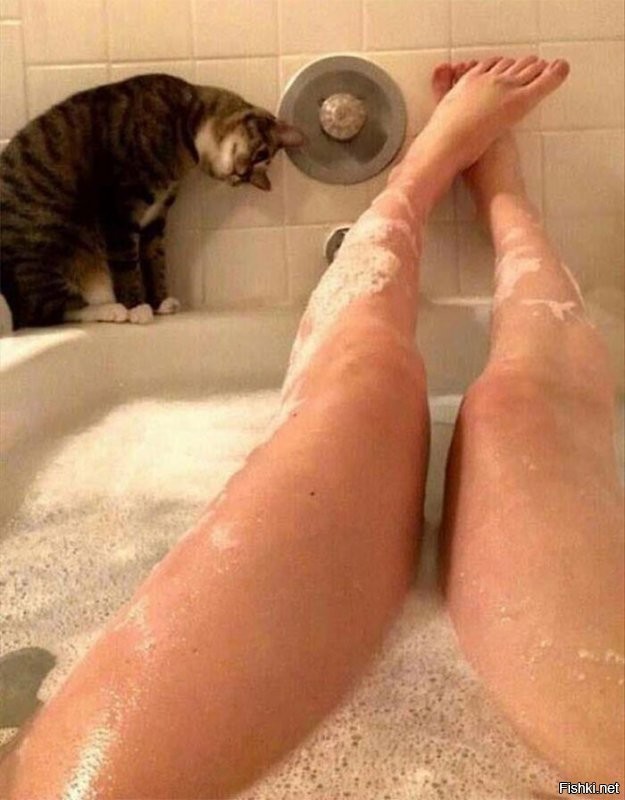 Котик наблюдает на сколько вымыта киска