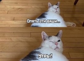 Подборка наглых котов, которым нет никакого дела до вашего личного пространства
