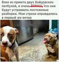 Прикольные и смешные картинки
