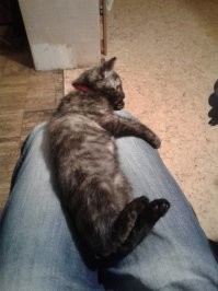 И у меня такая же....  все эти "черепашки" как клоны почти))))