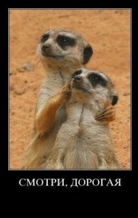 Прикольные и смешные картинки