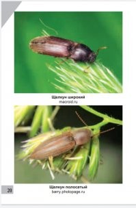 Да, про волосогрызов тоже первый раз слышу. А у нас стригунами почему-то звали вот таких