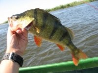 Вот окушок "больше ладошки", а у вас, сударь, малёк-сеголеток. Брать окуня менее 300 грамм - явное браконьерство. 
- Мы, говорит, мелкую отпускаем, а крупную в спичечный коробок складываем!