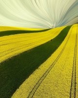 Снизу рапс, понятно. Свеху чё за хурма?