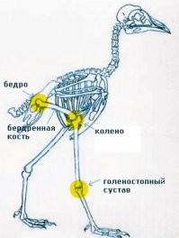 "Они же. Кустовые кроншнепы. Сидят в странной позе - "на коленях"....." 
Бл@! Это не КОЛЕНИ, А ПЯТКИ!