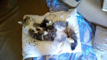 а вот как мой дрыхен зебите )))
