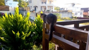 а иногда так вот наблюдает))