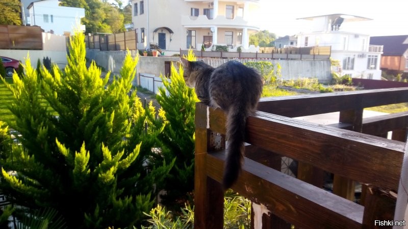 а иногда так вот наблюдает))