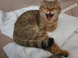 Прикольные и смешные картинки