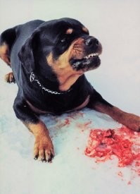 Надо же, сколько злобы в комментах. Да я бы, да такую псину... Не воспринимайте ролик серьезно. Во-первых, скорее всего это постановка. Точно так же как фото с моим кобелем. Делается просто. Во-вторых, когда ваша собака -фитюлька весом в полтора килограмма, можете спокойно игнорировать некоторые закидоны... это не опасно, это скорее забавно. В-третьих, я и крупной собаке могу позволить в ОПРЕДЕЛЕННЫХ ситуациях иметь право на свое мнение, на плохое настроение и на критику (протест). Сразу давить блин, любое проявление собакой твердости и силы характера... И так уже додавились, что среди современных собак даже служебных и сторожевых пород днем с огнем не найти сильных по характеру особей. Способных осознанно идти на конфликт с человеком и ловить кайф от предвкущения боя. Одни субмитссивные неконфликтные инфантилы (или истерики) остались, непригодные для настоящей сторожевой и защитной службы.