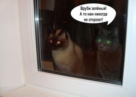 Прикольные и смешные картинки