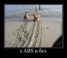 Пёс в последний момент передумал прыгать в воду