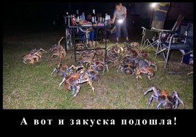 Гигантские крабы испортили пикник австралийской семье