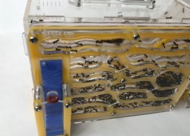 Жрут мало, пьют мало, чем реже их дергаешь тем лучше, можно с автопоилкой куй забить на пару недель и уехать в отпуск. Идеальные питомцы