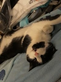 Коты демонстрируют, какие они зубастики, удержать улыбку просто невозможно!