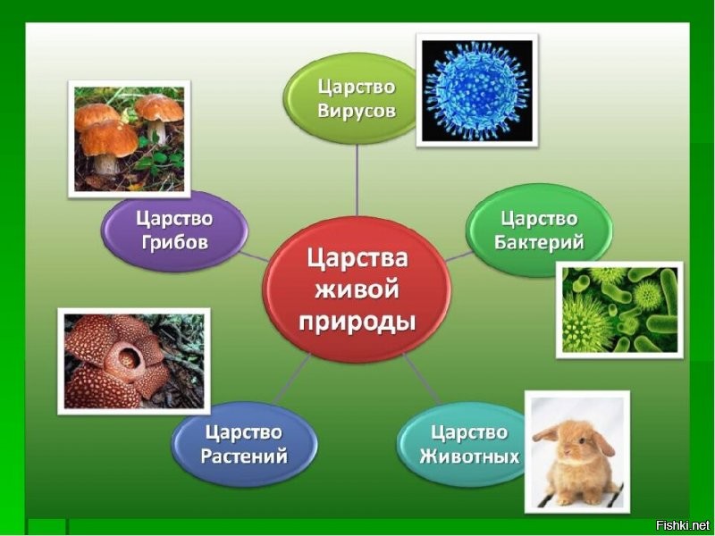 5 класс