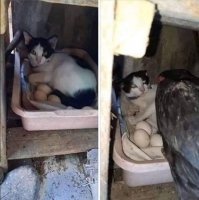 Скрины из социальных сетей