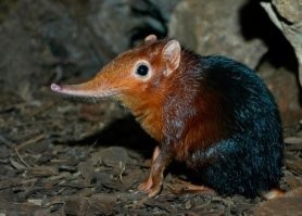 Автор балбес.
На первом фото африканская Хоботковая собачка Петерса.
Далее по тексту присутствует Слоновый прыгунчик, который тоже нихрена не землеройка.