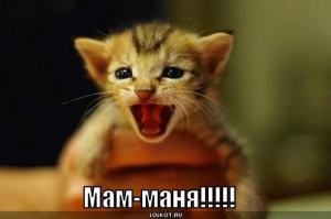 Кошка атаковала кота, напугавшего её детеныша 