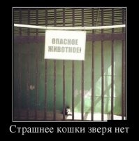 Кошка атаковала кота, напугавшего её детеныша 