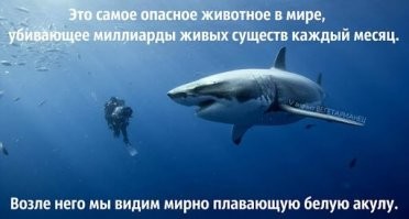 И как бы там автор не распространялся за опасных животных - вот самое опасное существо!