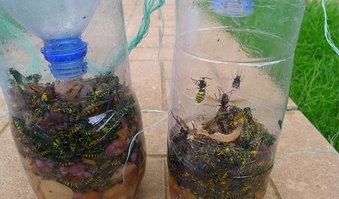 Шершни — «летающие тигры»