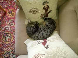 У нас вот так спят)))