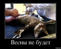 Скрины из социальных сетей