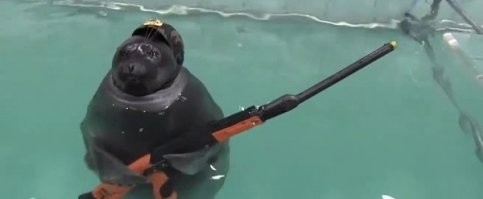 Пытающий тюлень? 
А вот убивающий тюлень.