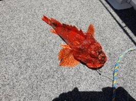 Это все, в-основном, рифовое. Чего только там не водится! Эту рыбку в руки лучше не брать. Рыба-скорпион. Но зато на вкус как лобстер.