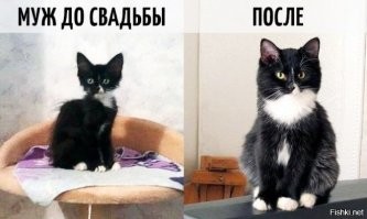 Трогательные фото пожилых кошек, которые поселят тепло на душе