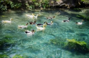 Болгарские уточки