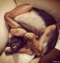 Щенки и взрослые барбосы, сфотографированные в не самый удачный момент в жизни