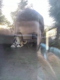 Щенки и взрослые барбосы, сфотографированные в не самый удачный момент в жизни