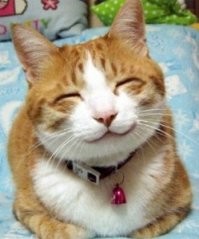 это они по русски убийцы...
по украински - няшки)))