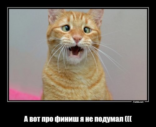 Бездомный кот решил поучаствовать в забеге