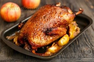 Чем кормить городских уток — не только хлебом