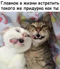 Прикольные и смешные картинки