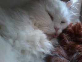 Он пришел к нам во двор 14 лет назад,тогда ветеринар сказал,что ему от 3 до 5 лет. Очень ласковый и покладистый кот,правда в последнее время стал немного забывчив и клянчит еду,даже если только что поел)))