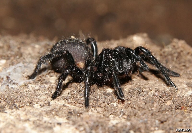 Atracidae-это семейство микаломорфных пауков, широко известных как австралийские воронкообразные пауки или атрациды.