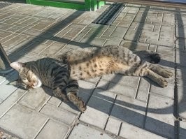 Это кот около пятерочки рядом с домом. 
Почти каждый день 'дежурит'. И явно лучше всякого промоутера!)